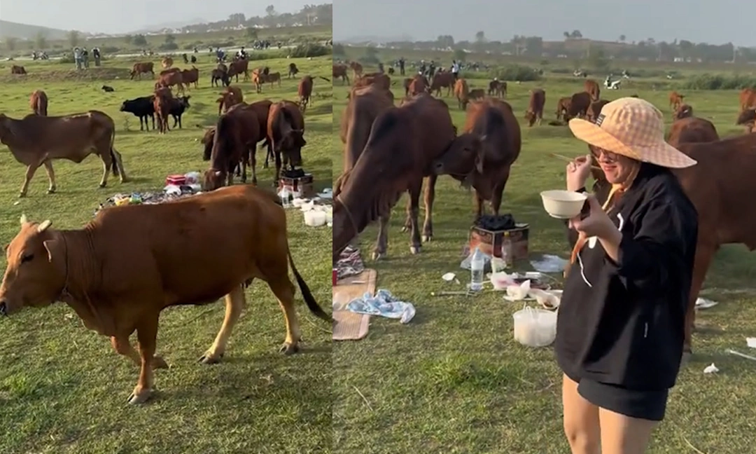 Tác động của sự cố