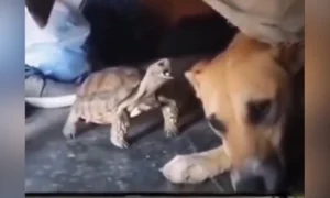 Ý Nghĩa của Video