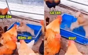 Liên tưởng đến những trận đấu thể thao khác