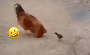 Giải trí và học hỏi từ thế giới động vật