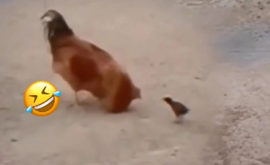 Giải trí và học hỏi từ thế giới động vật