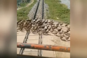 Tình huống bất ngờ trong cuộc sống